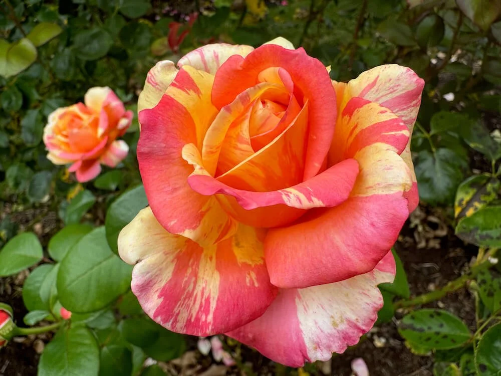 Rosa 'Peach Swirl' (Peach Swirl Hybrid Tea Rose) — Northwest Blooms